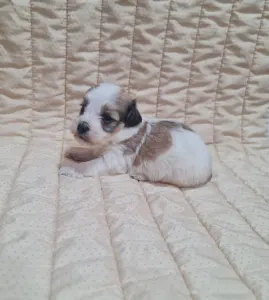Havanese - Tommy
