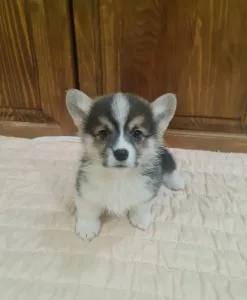 Welsh Corgi Pembroke - Darla