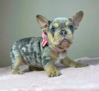 Bouledogue français - Mandy