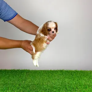 Cavalier King Charles spániel - Karosso