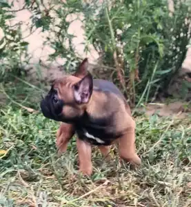 French Bulldog - Ramses