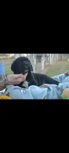 Cane corso - Dolce Assassino P