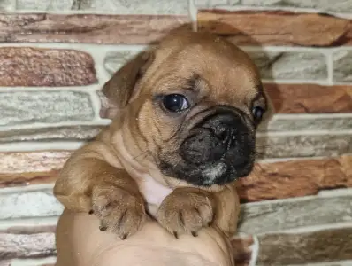 Französische Bulldogge - Escobar