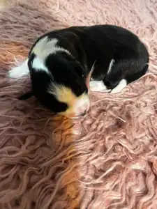 Border Collie - Fekete Szuka