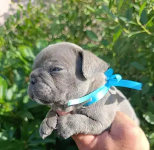 Francia bulldog - Nico