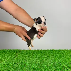 Boston Terrier - Yelly