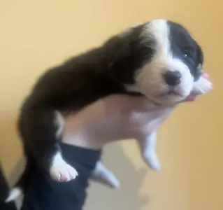 Border Collie - Goofy