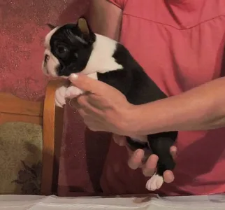 Boston Terrier - Medy