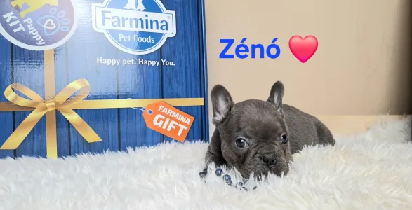 French Bulldog - Zénó 