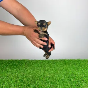 Yorkshire Terrier - Wolke