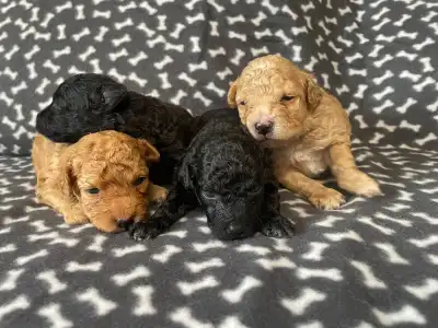 Trpasličí pudl - Dani