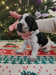 Angol Cocker spániel - Beaumont