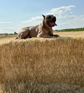 Cane Corso - Timoniere Quintiliano