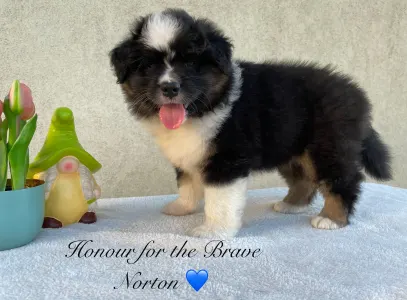 Australský ovčák - Honour For The Brave Norton