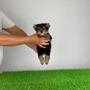 Yorkshire Terrier - Dudu