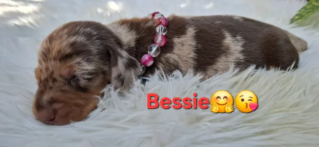 Tacskó - Bessie