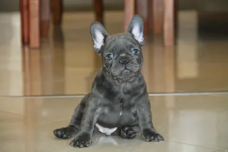 French Bulldog - Johnny 
