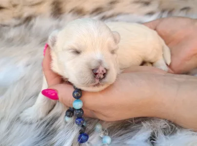 West Highland White Terrier - Bosco