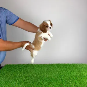 Cavalier King Charles spániel - Olympia