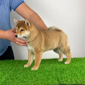 Shiba Inu - Lizzy