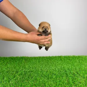 German Pomeranian Spitz - Point