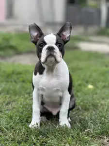 Boston Terrier - Yumba Nero Di Angelo