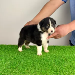 Australian Shepherd - Cash