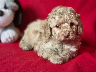 Cavapoo - Mia