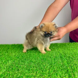 Pomeranian - Asia