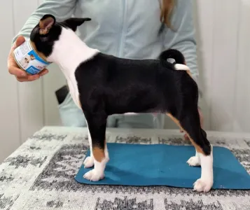 Basenji - Boy 3 Trikolor Name- Perfect Check 
