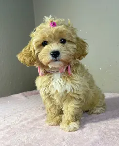 Maltipoo - Friderika