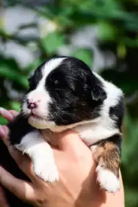 Berger australien - Winstead New Beginnings Ahead