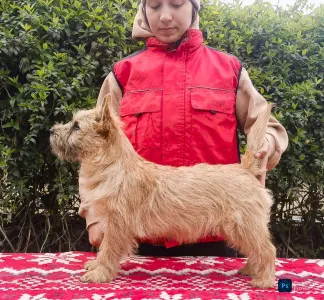 Cairn Terrier - Amiral