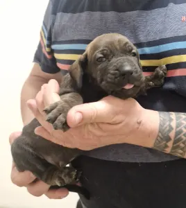 Fila Brasileiro - Jasmin, Joana, Jovana, Julieth