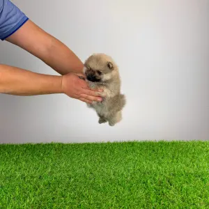 German Pomeranian Spitz - Sibylle