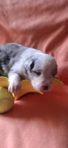 Border Collie - Frenszisz