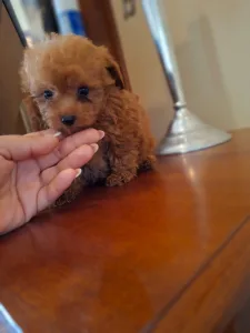 Maltipoo - Maltipoo Toy M