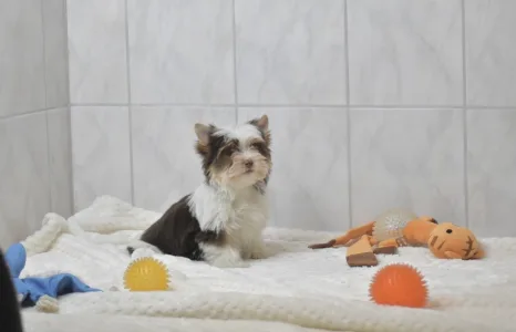 Бивер-йоркширский терьер - Runa Orient 