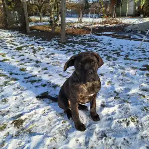 Chien de cour italien - Rambo