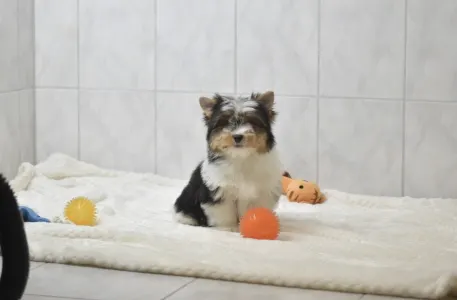 Бивер-йоркширский терьер - Raven Orient 