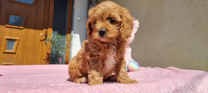 Cavapoo - Nara