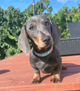Dachshund - Oliver