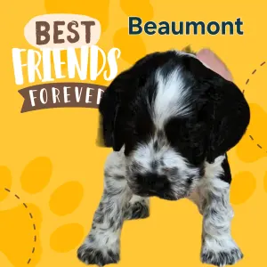 English Cocker Spaniel - Beaumont