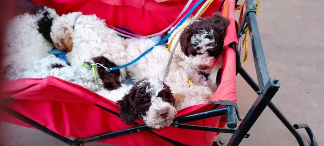 Romagna Water Dog - Lagotto Passion Aureate Eleni