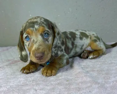 Dachshund - Chris