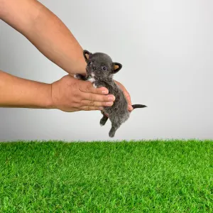 Чихуахуа - Olea