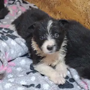 Border Collie - Dazzling Borders Braveheart