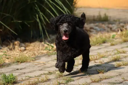 Poodle Standard - Silver Female