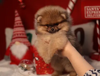 Szpic miniaturowy - Mona🩷