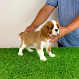 Cavalier King Charles Spaniel - Tanja